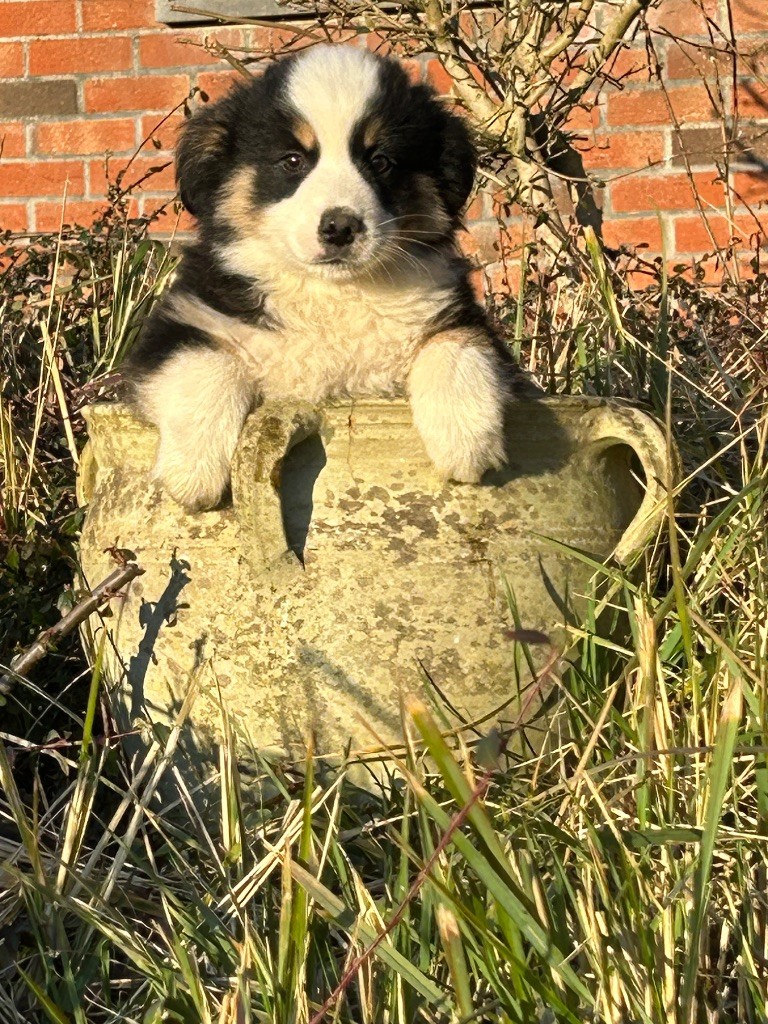 de Dolce Malou - Chiots disponibles - Berger Américain Miniature 