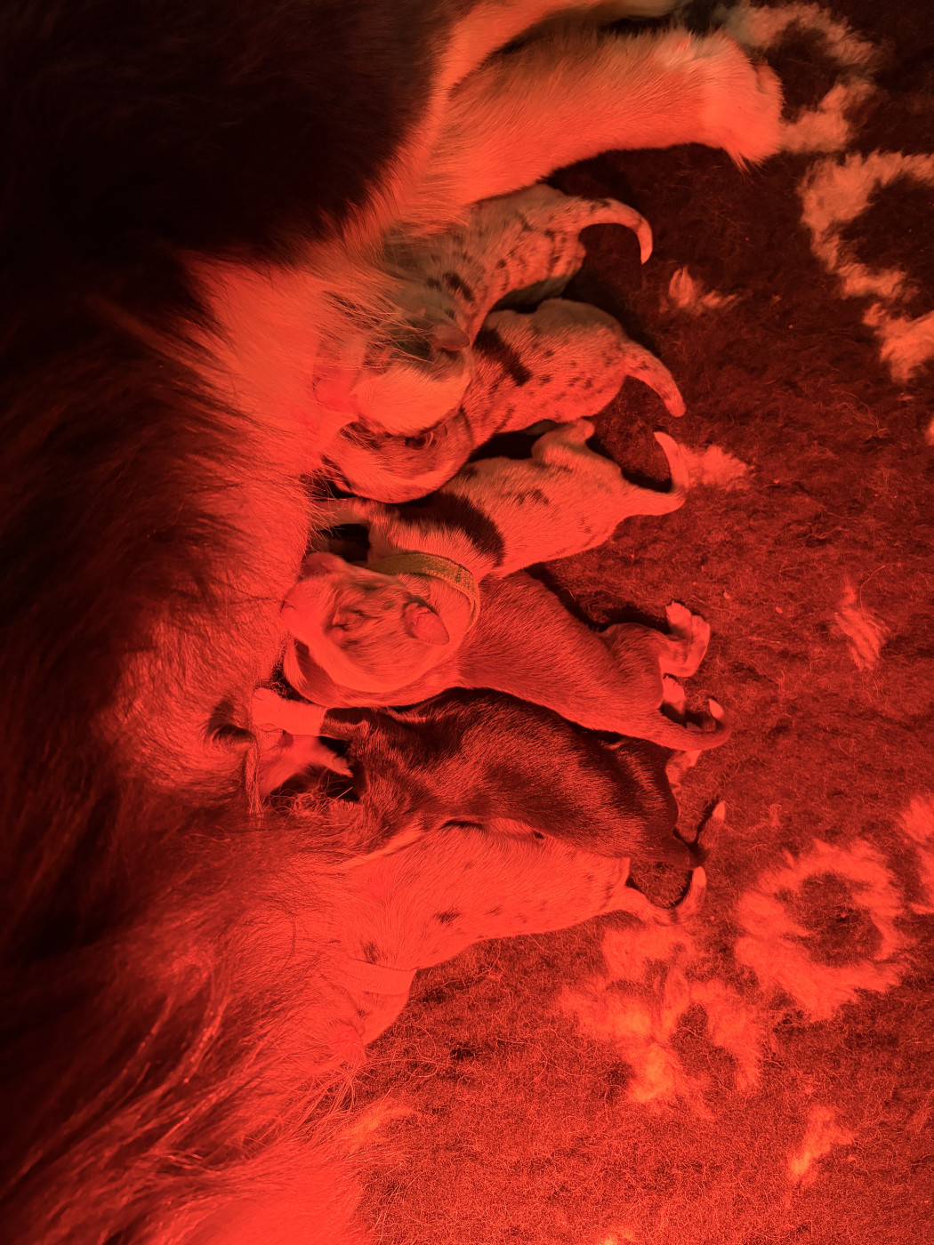 Chiot Berger Américain Miniature  de Dolce Malou