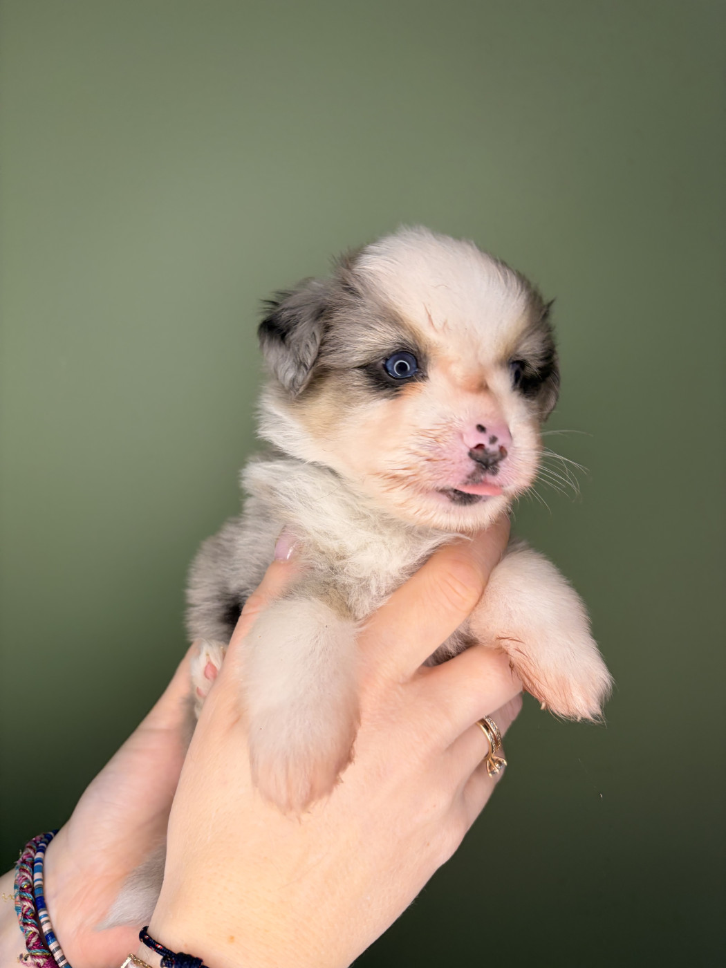 de Dolce Malou - Chiots disponibles - Berger Américain Miniature 