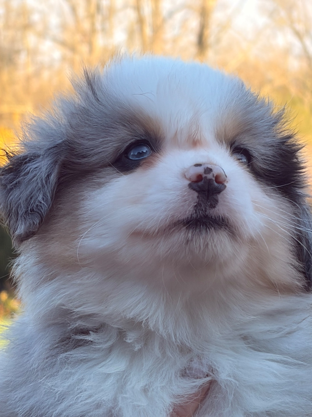 de Dolce Malou - Chiots disponibles - Berger Américain Miniature 